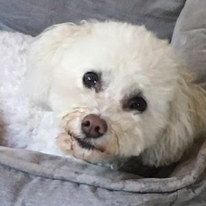 Meet your Posher, Faun